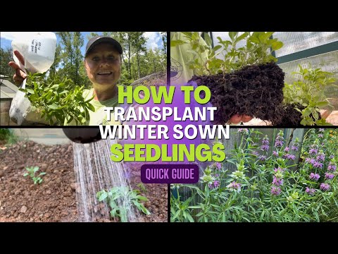 QUICK GUIDE TRANSPLANTING WS SEEDLINGS | how to separate easily, planting, watering, a month later