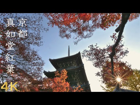 真如堂の紅葉 2021【京都紅葉名所】