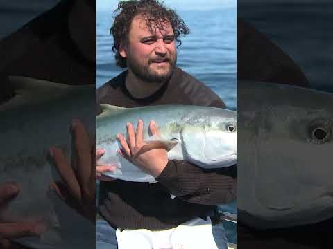 Troy Kingi's first Hapuku, a 'hideous' looking fish!  #fishing #grouper