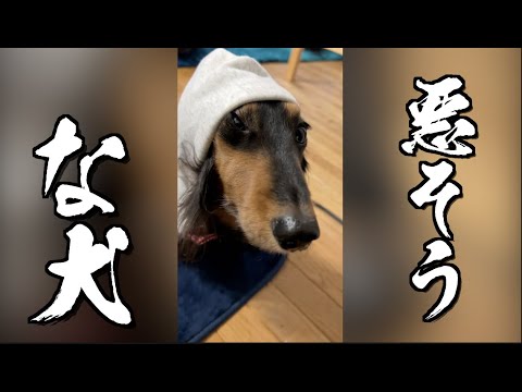 パーカー着ると怪しくなる犬が可愛いwww【30秒癒し】