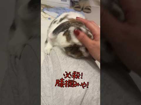 毎日膝にしがみつくうさぎ# #rabbit # #うさぎ # #かわいい # #40代 #かわいいうさぎ #癒し #うさぎちゃん #うさぎと暮らす