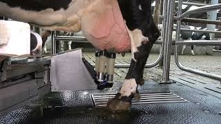 Merlin2G Robotic Milking by AMS Galaxy