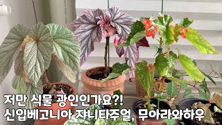 저만 식물 광인인가요? 신입 베고니아 자니타주얼, 무아라와하우, 마큘라타, 로이스버크 등 베고니아 구하는 법 공유