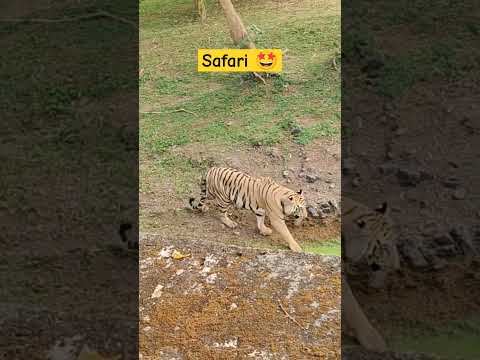 जंगल के गुस्सा वाला जानवर #tiger की #junglesafari #youtubeshorts #discovery #wildlife