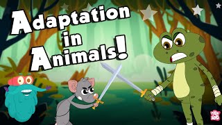 ANIMALS ADAPTATION | How Adaptation In Animals Work? | The Dr Binocs Show | Peekaboo Kidz