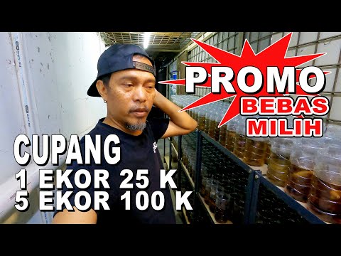 PROMO IKAN CUPANG 1 EKOR 25 K