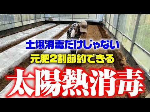 【知らなかった・・肥料の節約にもなるなんて】虫・病気対策だけじゃない【太陽熱消毒】【土壌改良】