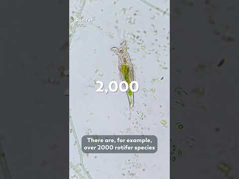 There Are Over 800 Gastrotrich Species