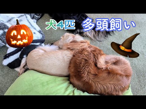 ハロウィンのおもしろ出来事