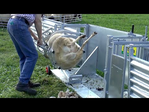 Amazing Modern Sheep Farming Technology. Incredible Shearing and Processing Fleece in The Factory