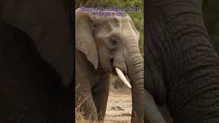 Insights into Elephant Sleep Patterns: Only 2 Hours Daily