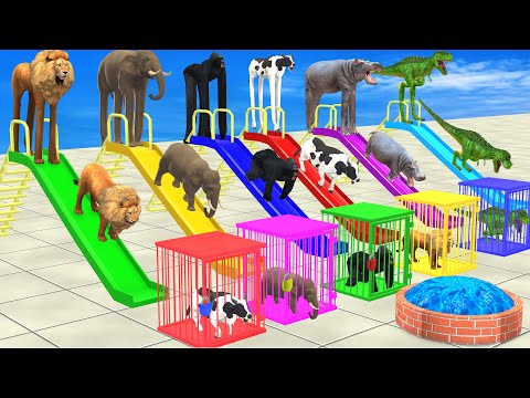 Choose The Right Slide Game With Elephant, Cow, Lion, Hippo, Gorilla Escape Room Challenge Cage Game