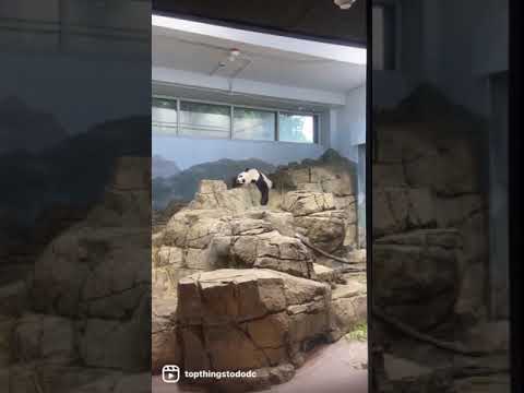 Pandas at the National Zoo #shorts