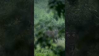 A young new male tiger in the tourism zone of Nagarahole #wildlife #tiger #shots