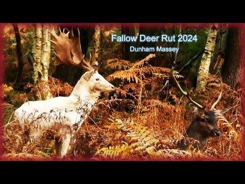 FALLOW DEER RUT 2024  👀  Nikon P1000 Videography  👀  Filmed at Dunham Massey