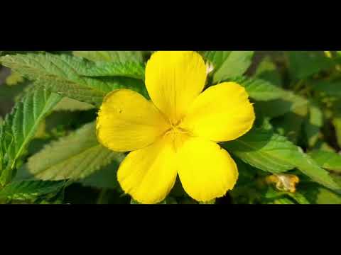 The most Beautiful Flowers Collection Ultra HD 4K #Flowers #chirutravellervlogs