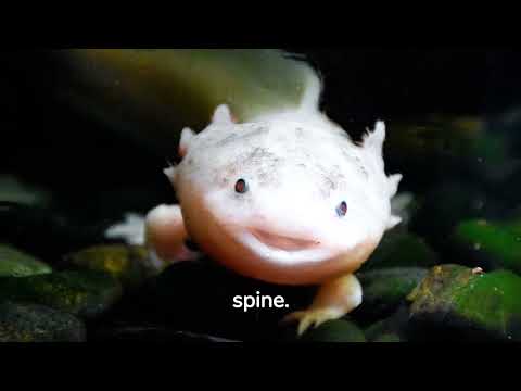 The Fascinating World of Axolotls: Discovering the Secrets of These Unique Aquatic Creatures"