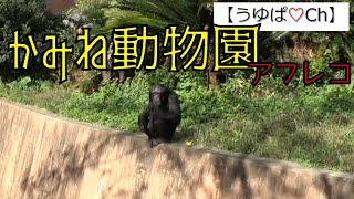 【動物園】茨城県日立かみね動物園！動物たちの日常と触れ合うヨ♡の巻。