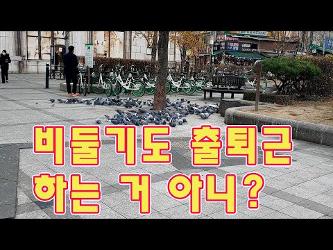 비둘기도 출퇴근을 한다 배민 쿠팡 배달하면서 마주친 현실  #배달알바 #열정