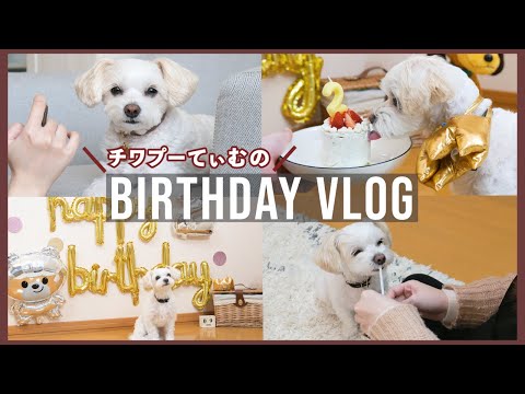 【☆祝2歳☆】チワプーのてぃむ🐶2回目の誕生日♪飾り付け、手作りケーキ、誕生日プレゼント…今年も大満足【098】Cute dog cute birthday party