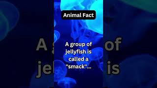 A group of jellyfish is called a "smack"...