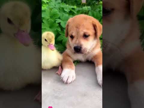 Daisy and Max’s sweet bond will melt your heart! 🌼🐶💛🐥#BabyDuck #BabyDog #PureLove #babyanimals