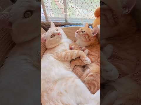 昼寝中のねこ家族A cat’s family taking a nap#cat couple family life videos#可愛い茶トラメス猫家族楽しい瞬間動画#癒される動物#ミルクねこたち