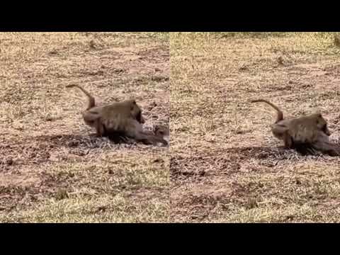 Poor Monkey attacked by a crocodile