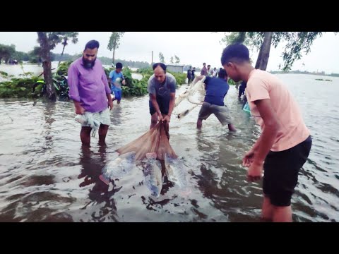 Amazing Net Fishing |Traditional Boys Net Fishing by Flood In The Rod