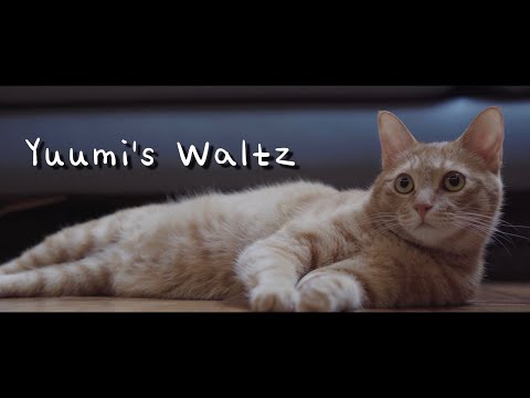 [MV] Yuumi's Waltz - Sungha Jung