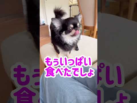 おやつもらえればもう用はない！薄情なブラックタンチワワ#shorts #チワワ #chihuahua #dog#petsvlog