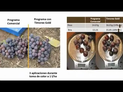 Biofungicides and their interaction with plants, Mechanisms of Action.