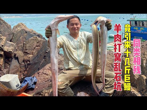 【阿向趕海】羊肉打窩亂石坑 竟引來十幾斤巨鰻同類相殘，珍稀石斑一條就值600