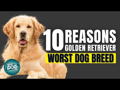 10 Reasons Golden Retrievers Might Just Be The Worst Dog Breed