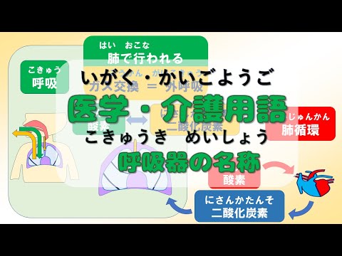 【g010】医学・介護用語　呼吸器の名称