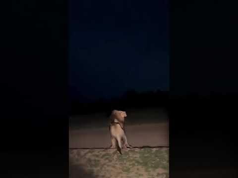 Night game drive! #lion #bigfive #kingofthejungle #lionshunting #lionking #bigcat #safariexperience