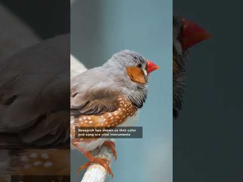 Why Song Birds Are Losing Color