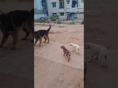 Yu Toh Akele Bhi Aksar Gir ke Smbhal Sakta Hu Main..😪#cutepuppy #gsdshorts#fun with chimmy and neelu