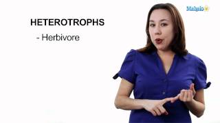 Learn Biology: Autotrophs vs. Heterotrophs