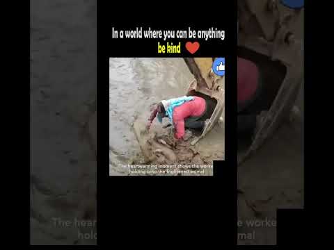 Man Save Dog From Flood Water Using crane, Save Animal, Save environment #water #shorts #saveanimals