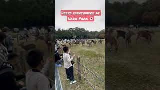 Amazing Tame Deers at NARA PARK, Japan. #amazingjapan #japan #naradeer #narapark #deers #shorts