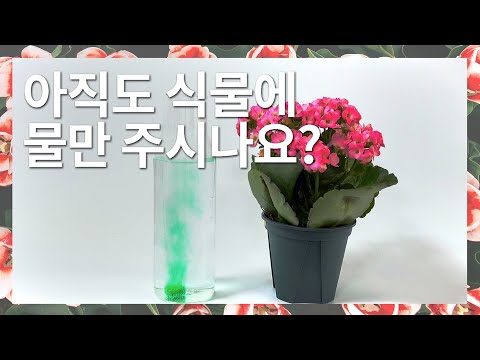 버블~버블~ 아직도 식물에 물만 주시나요?