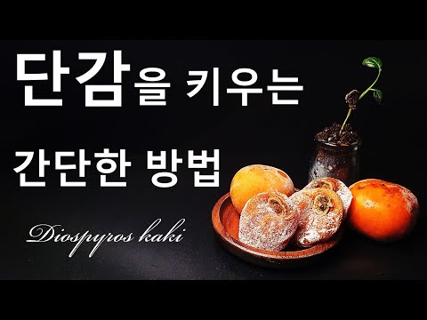 감을 키우는 간단한 방법｜단감 키우기｜나만의 감나무 키우기｜단감 씨앗 발아｜How to grow #68 Persimmon