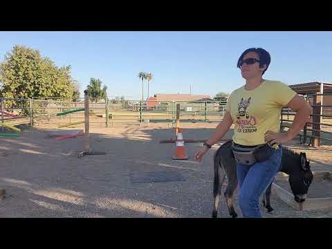 Cannoli practicing the hula hoop trick