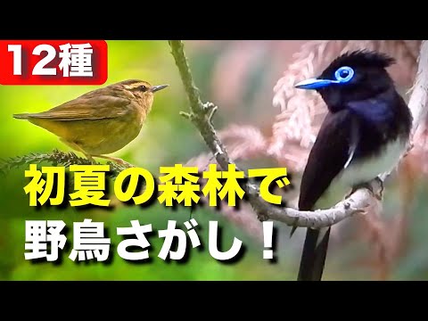 森林で野鳥を探してみよう〜サンコウチョウも発見！？