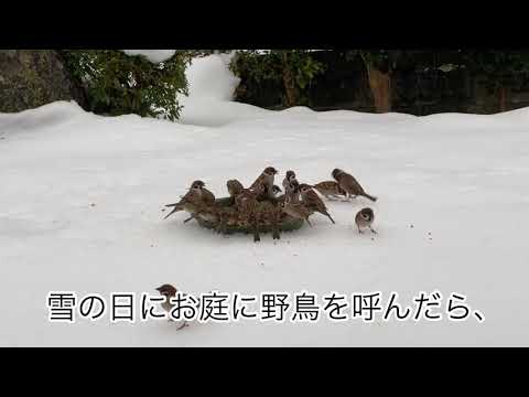 庭に野鳥を呼んだら・・すごい奴が現れた！