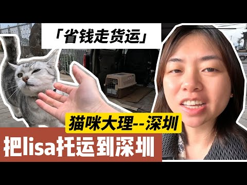 离开大理，猫咪托运到深圳，因为省钱所以走货运