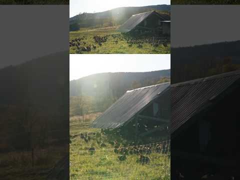 “You can’t have freedom without risk” Joel Salatin & the problem of predators & free range chickens