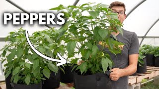 3 Things to NEVER Do When Growing Peppers