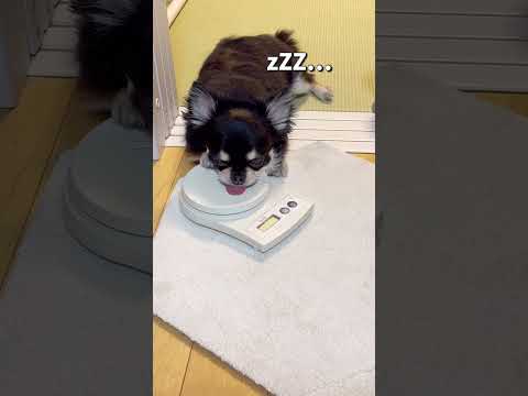 ご飯を待ってるうちのチワワ#shorts #chihuahua #dog #funnydogs #チワワちゃん #cutedogs #cutedog